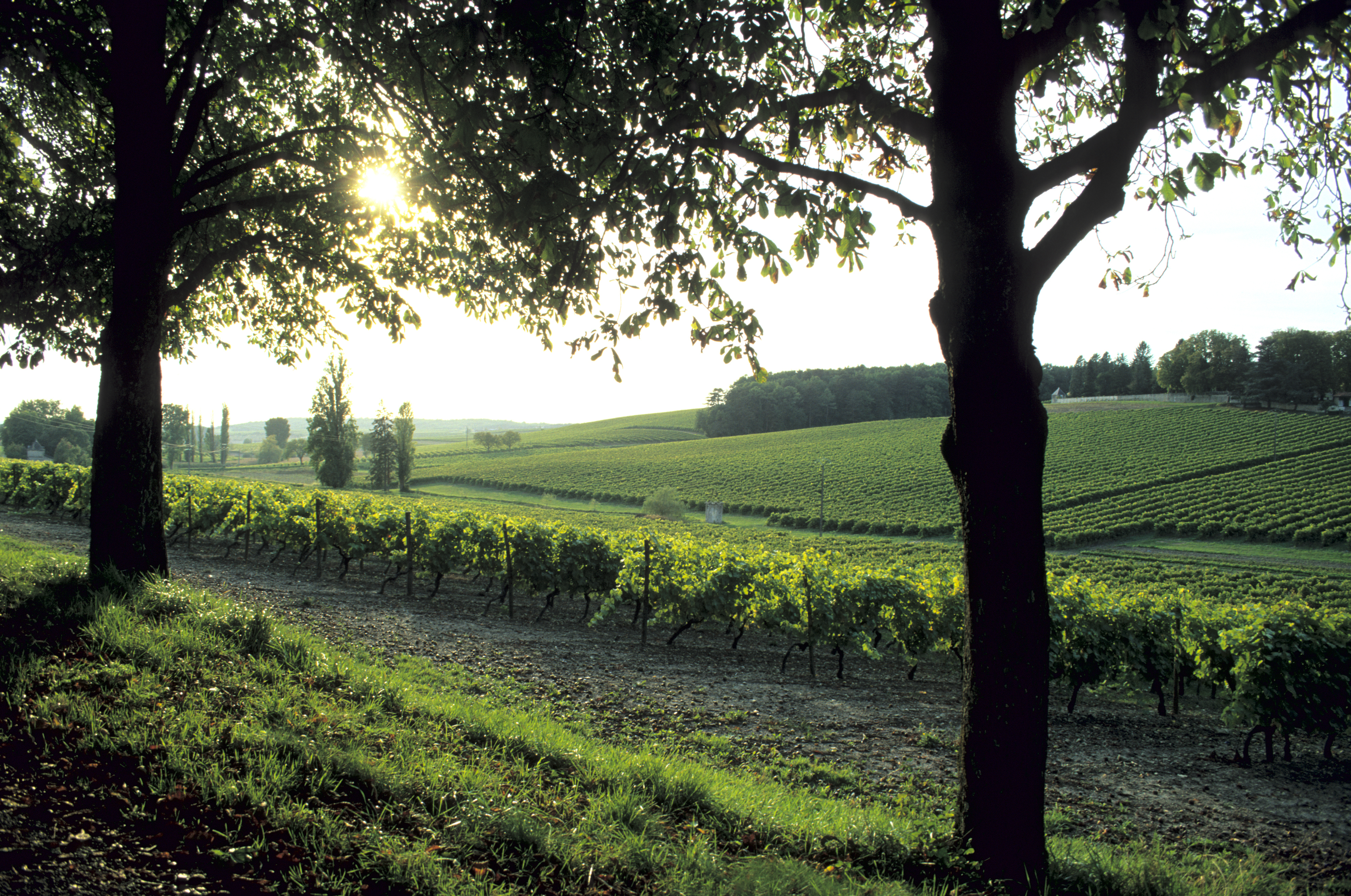 Vineyard in France,Charente.