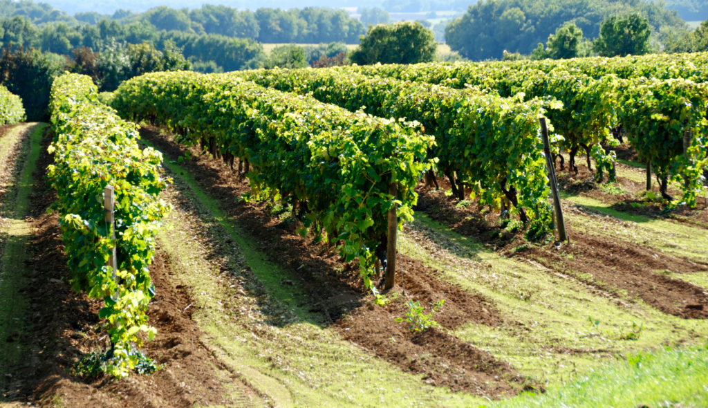 Grape Vines in a Vineyard near Cognac