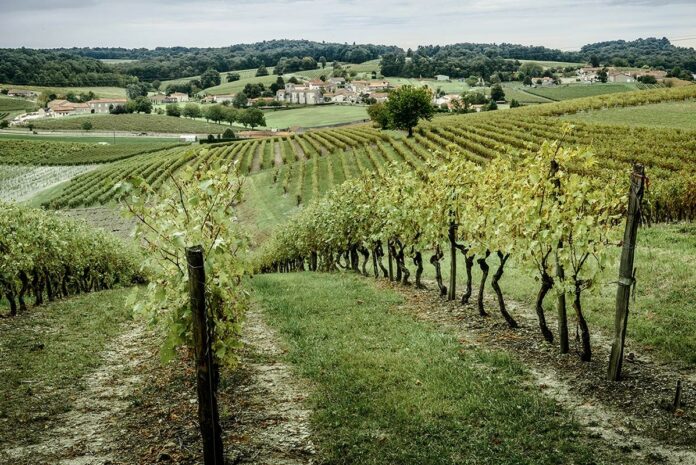 Remy Martin Vineyard